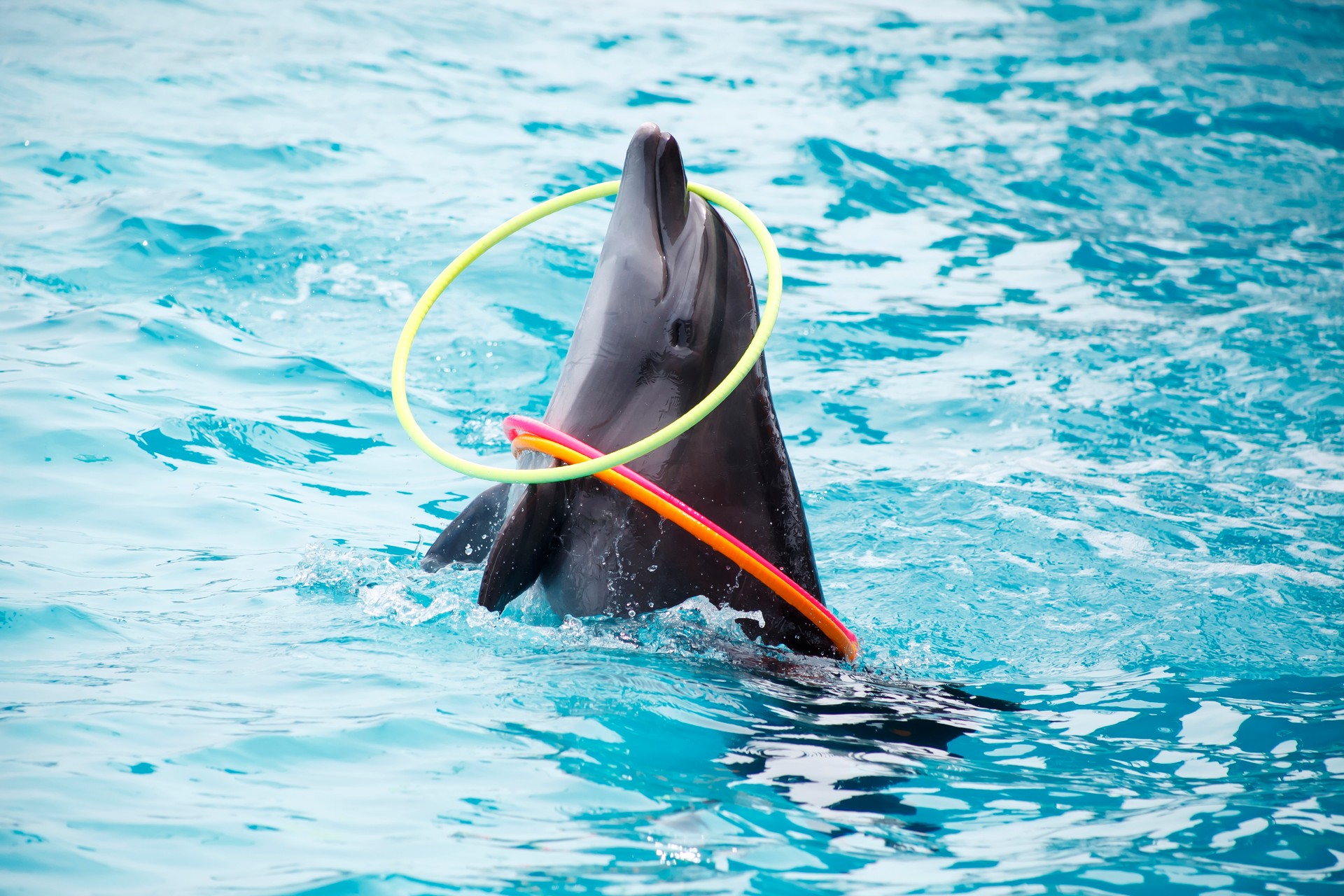 cute dolphins during a speech at the dolphinarium