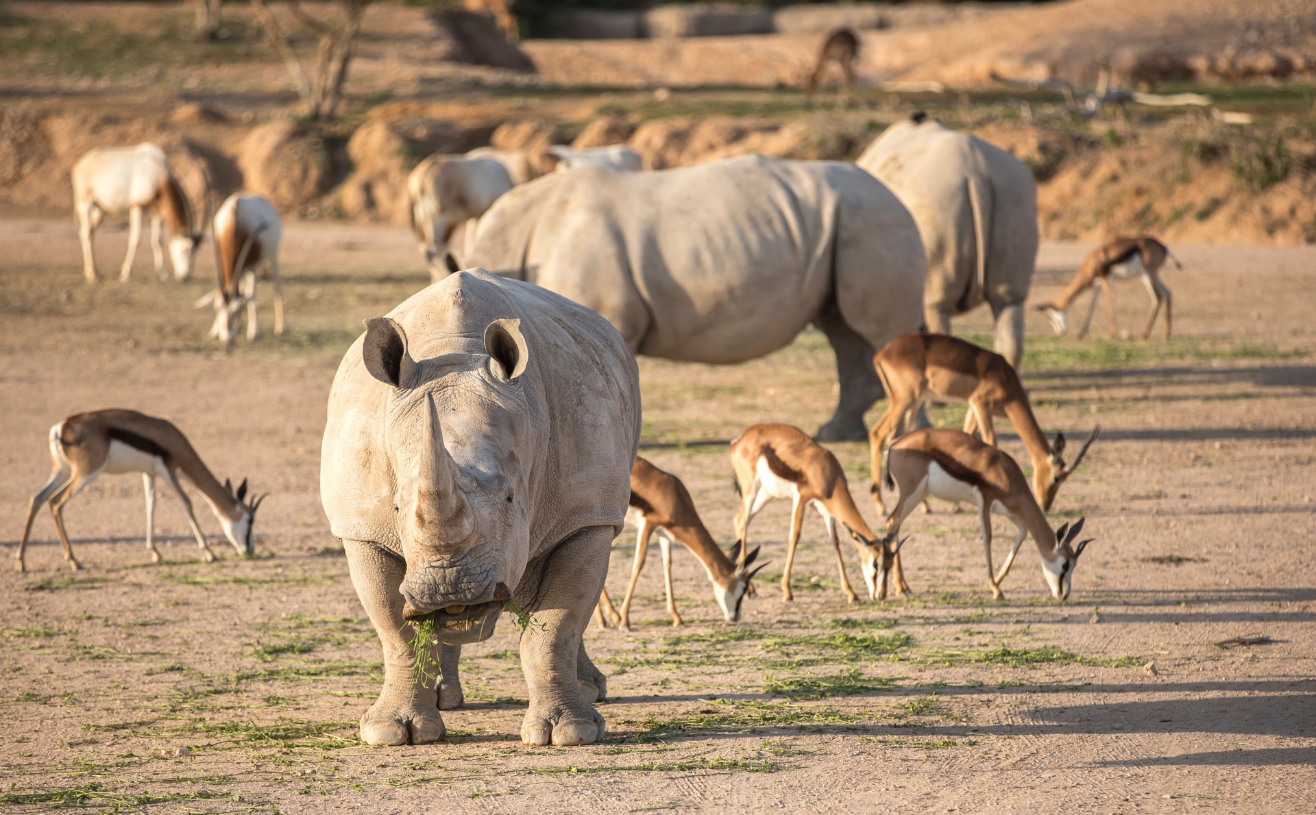 DUBAI SAFARI PARK UAE